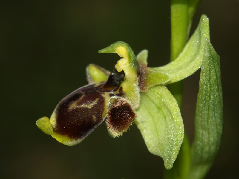 Ophrys conradiae - (1 parte)